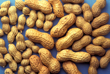 Peanuts in shells