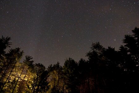 Forest landscape midnight