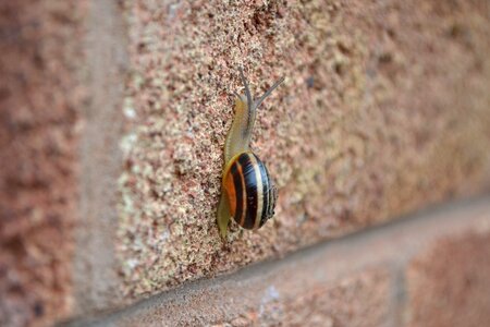 Brick climb nature