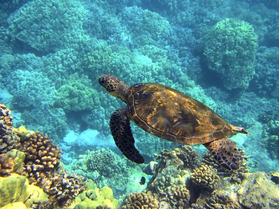 Giant sea turtle hawaii turtle