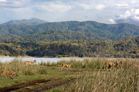 Landscape, forest, lake, tiger,a deer, in Ramnagar, India