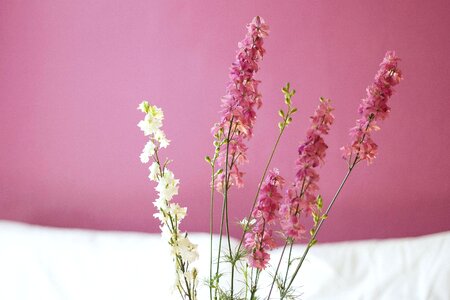 Beautiful Flowers bloom blooming