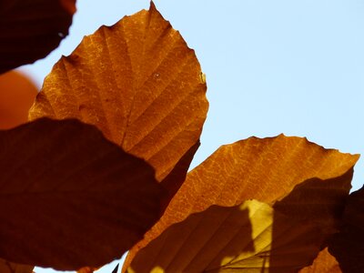 Deciduous tree golden autumn golden october photo