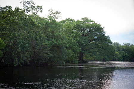Comal River-1 photo
