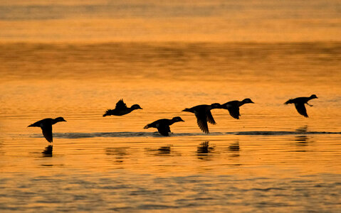 Buffleheads in flight