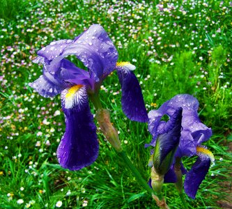 Fleur-de-lis a bluish-purple flower spring flower photo