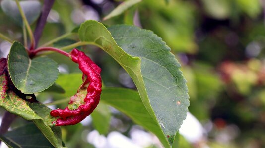 Macro details foliage