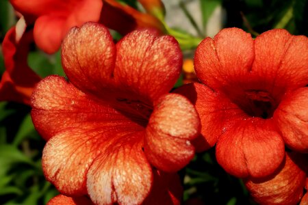 Beautiful beautiful flowers blooming