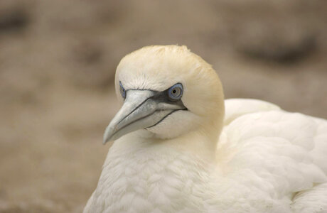 Northern gannet-3
