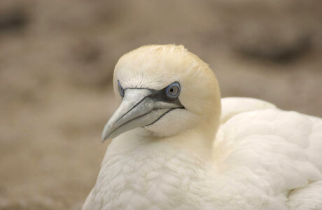 Northern gannet-3 photo