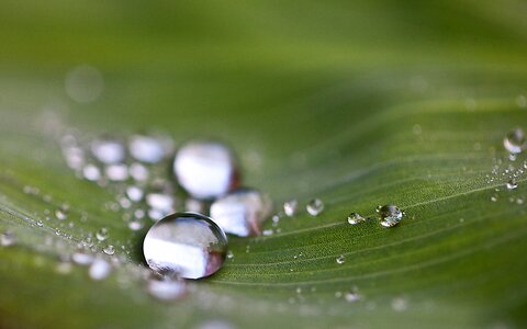 Rain drops nature after the rain photo