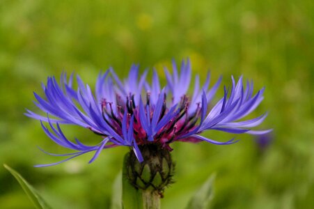 Blue flower nature