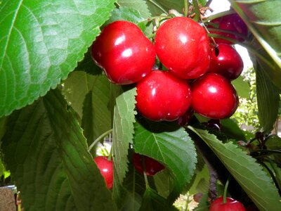 Fruit red leaves photo