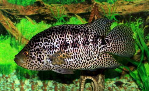 an adult jaguar cichlid, Cichlasoma managuense