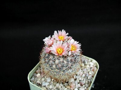 Background cactus flowers photo