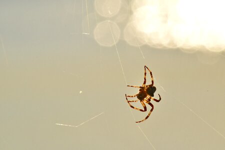 Spider spiderweb sunshine