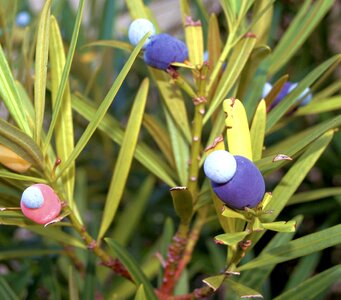 Berries trees branches