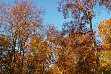 Autumn autumn season birch photo