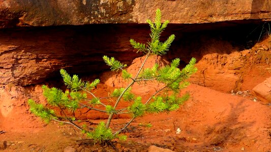 Rock sand stone fir tree