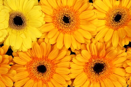 Bright colorful flora