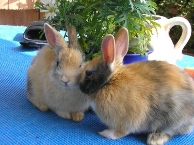 Munchkins couple pair photo