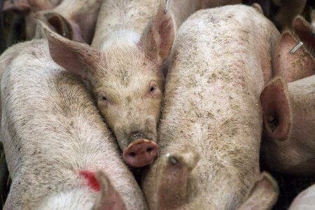 Agriculture livestock meat