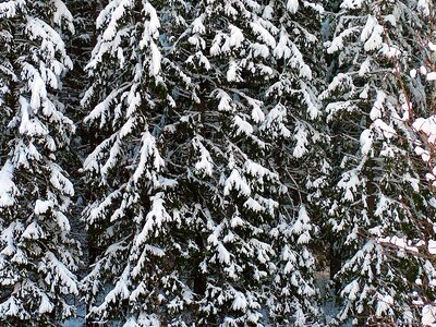 Snow winter conifers photo