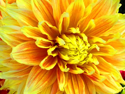 Plant natural blossom