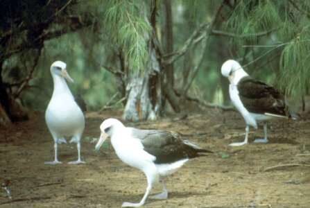 Albatross background bird photo