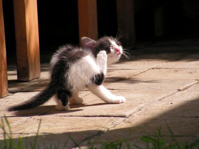 Kitten black and white rub photo