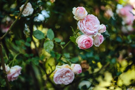 Focus rose shrub photo