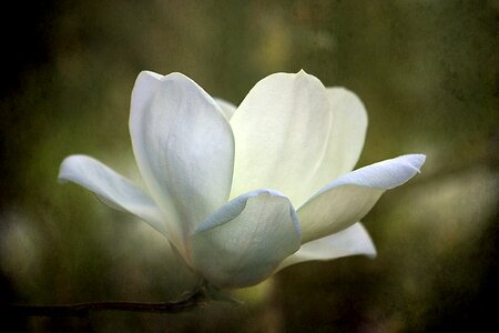 Blossom nature spring photo