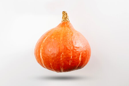 Pumpkin on white background photo