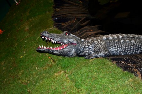 Model Crocodile Reptile
