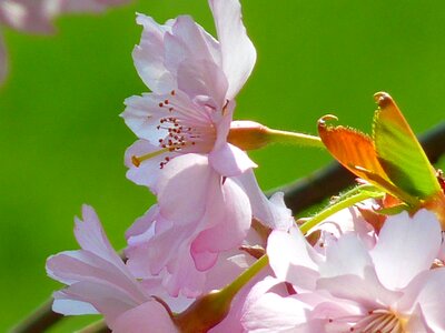 Cherry blossom japanese cherry japanese flowering cherry