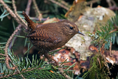 Pacific Wren-1