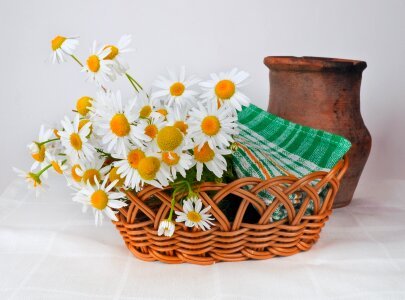 decoration with daisy flowers photo