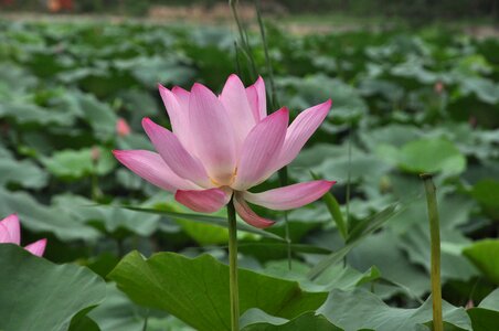 Flowers lotus leaf green leaf