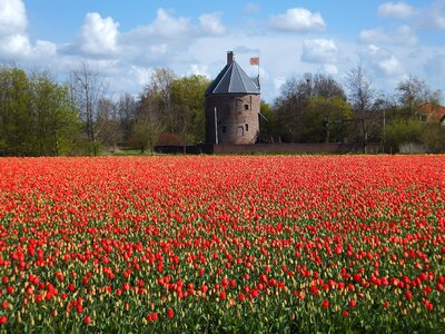 Bulb flowers castle
