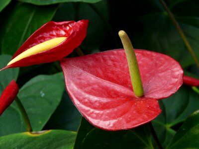 Plant flamingo flower anthurium photo