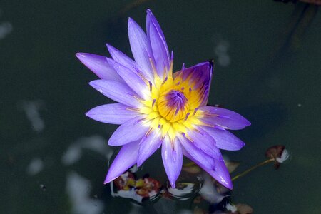 Lotus water lily flowers photo