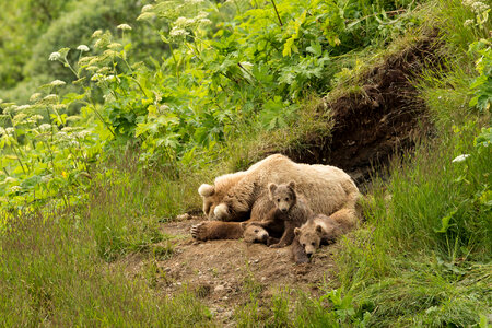 Kodiak bear sow and cubs