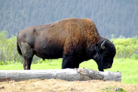 Bison photo 
