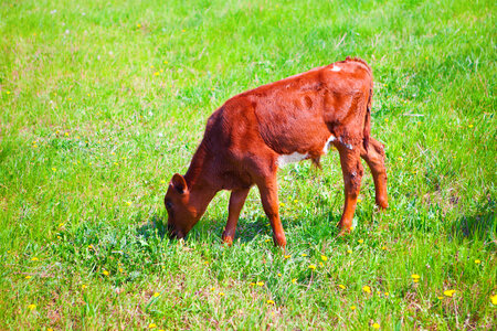 Calf photo