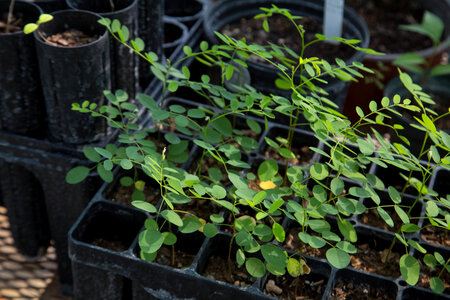 Native plants for restoration