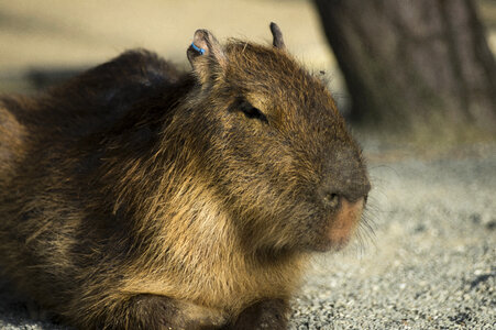 1 Capybara