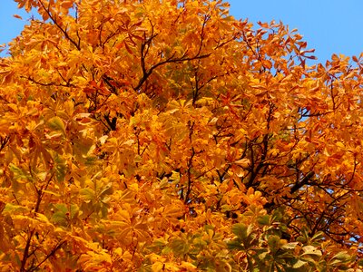 Tree chestnut chestnut tree photo