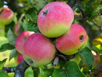 Red fruits ripe
