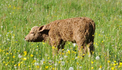 Livestock cute grass