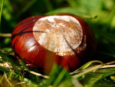Fruit shine chestnut fruit